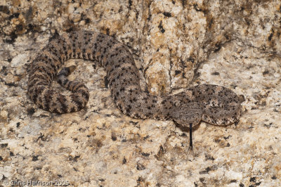 Crotalus pyrrhusSouthwestern Speckled Rattlesnake