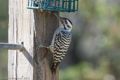 Ladder-backed Woodpecker