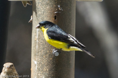 Lesser Goldfinch