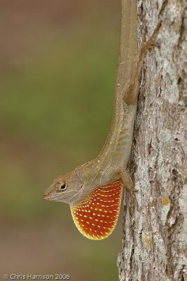 Anolis sagreiBrown Anole