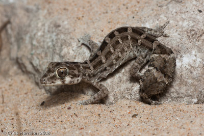 Hemidactylus imbricatusCarrot-tailed Viper Gecko