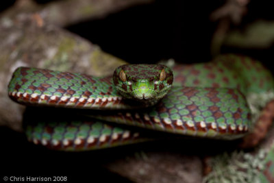 Trimeresurus kanburiensis