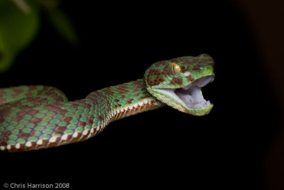 Trimeresurus kanburiensis