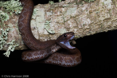 Trimeresurus cf. purpureomaculatus