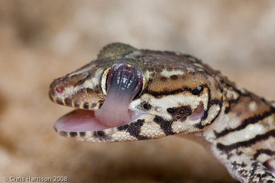 Paroedura pictaMalagasy Ground Gecko