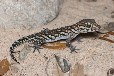 Paroedura pictaMalagasy Ground Gecko