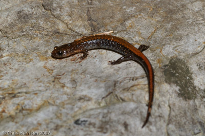 Plethodon serratusSouthern Red-backed Salamander