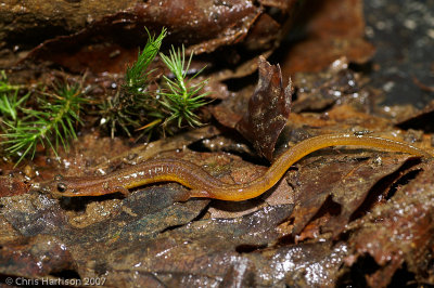Eurycea multiplicataMany-ribbed Salamander