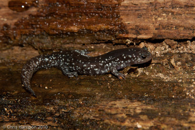 Ambystoma texanumSmall-mouthed Salamander