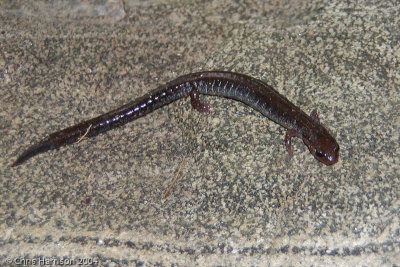 Plethodon cinereusRed-backed Salamanderlead-backed phase