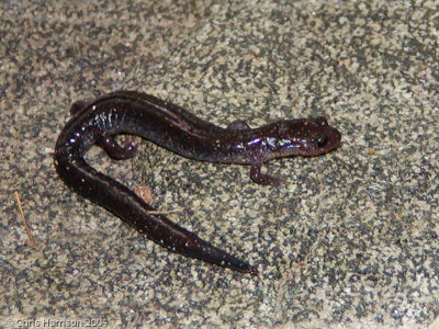 Plethodon cinereusRed-backed Salamanderlead-backed phase