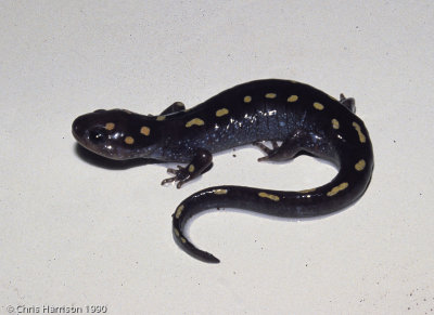 Ambystoma maculatumSpotted Salamander