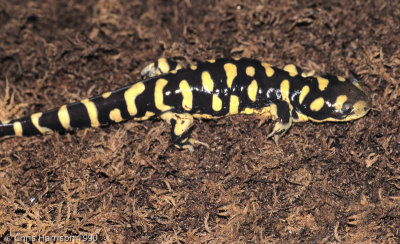 Ambystoma mavortiumBlotched Tiger Salamander