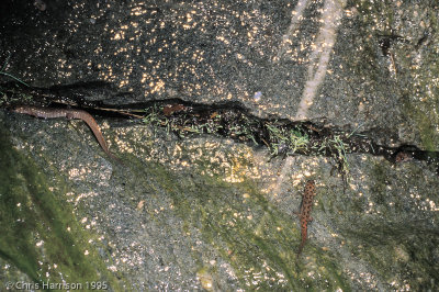 Desmognathus monticolaSeal Salamander