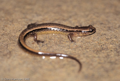 Eurycea paludicolaWestern Dwarf Salamander