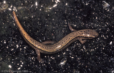 Eurycea wilderaeBlue Ridge Two-lined Salamander