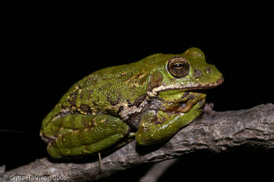 Hyla gratiosaBarking Treefrog