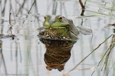 Lithobates catesbeianusAmerican Bullfrog