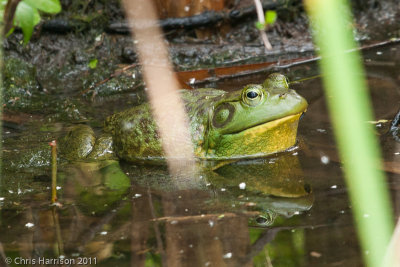 Lithobates catesbeianusAmerican Bullfrog