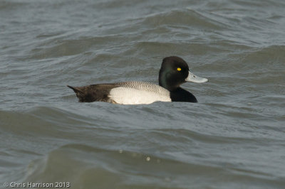 Lesser Scaup