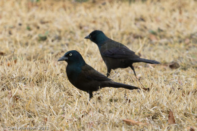 Common Grackle