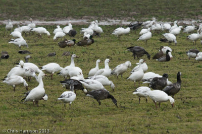 Snow and Ross's Geese