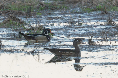 Wood Ducks