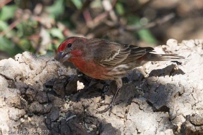 House Finch