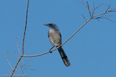 Western Scrub-Jay