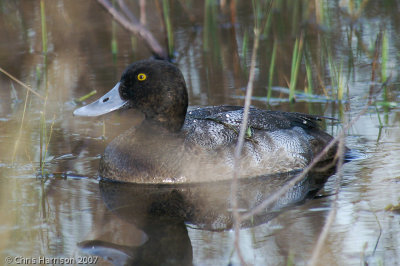 Greater Scaup