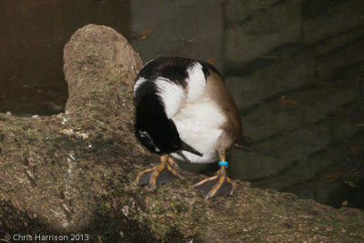 Hooded Merganser