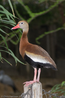 Black-bellied Whistling-Duck