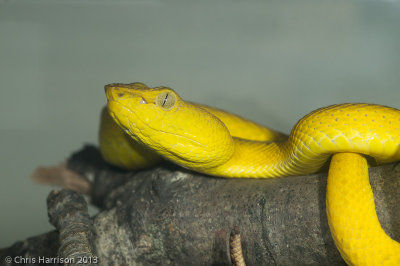 Trimeresurus mcgregori