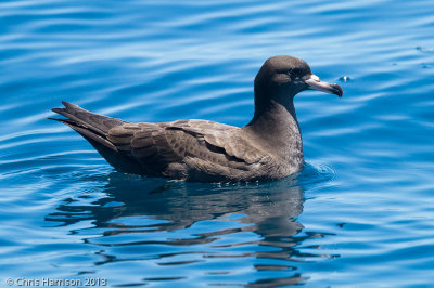 Flesh-footed Shearwater