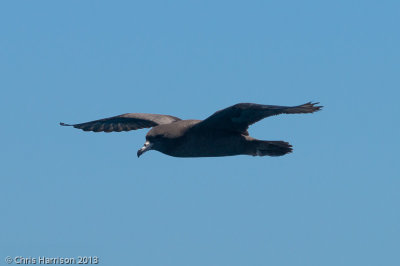 Flesh-footed Shearwater