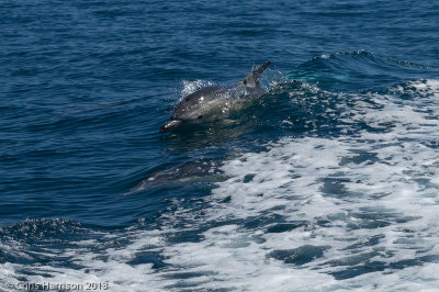Short-beaked Common DolphinDelphinus delphis