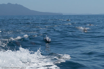 Short-beaked Common DolphinDelphinus delphis