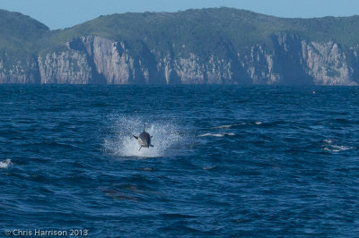 Short-beaked Common DolphinDelphinus delphis