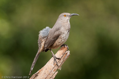 Curve-billed Thrasher