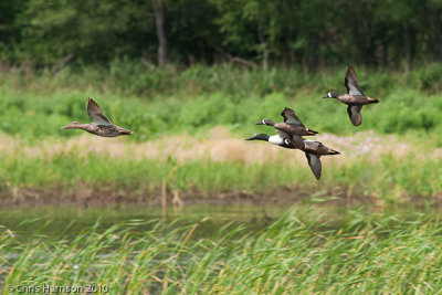 Ducks