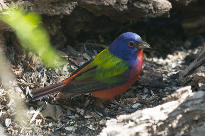 Painted Bunting