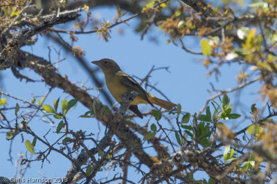 Summer Tanager