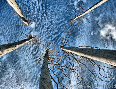 Leafless Canopy