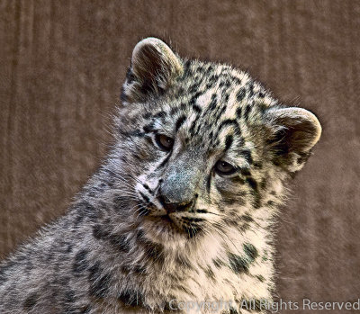 Snow Leopard Cub