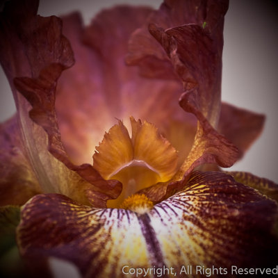 Peeking Inside an Iris blossom