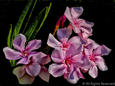 Exotic Blooms of India