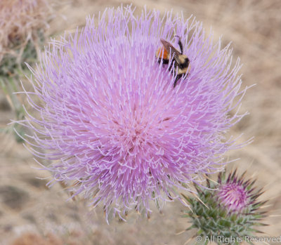 A Sip of Thistle Nectar