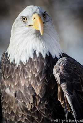 Noble Gaze