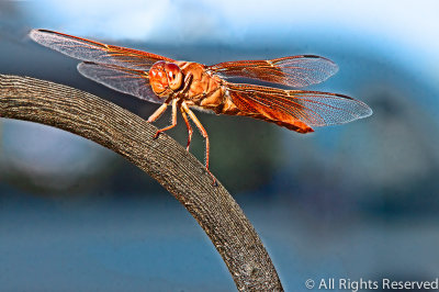 Amber Dragon Fly