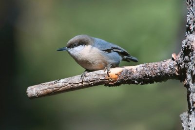 Pygmy Nuthatch